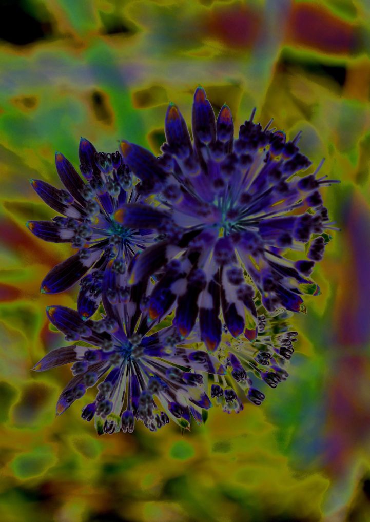 im garten3 (orig 840KB).JPG