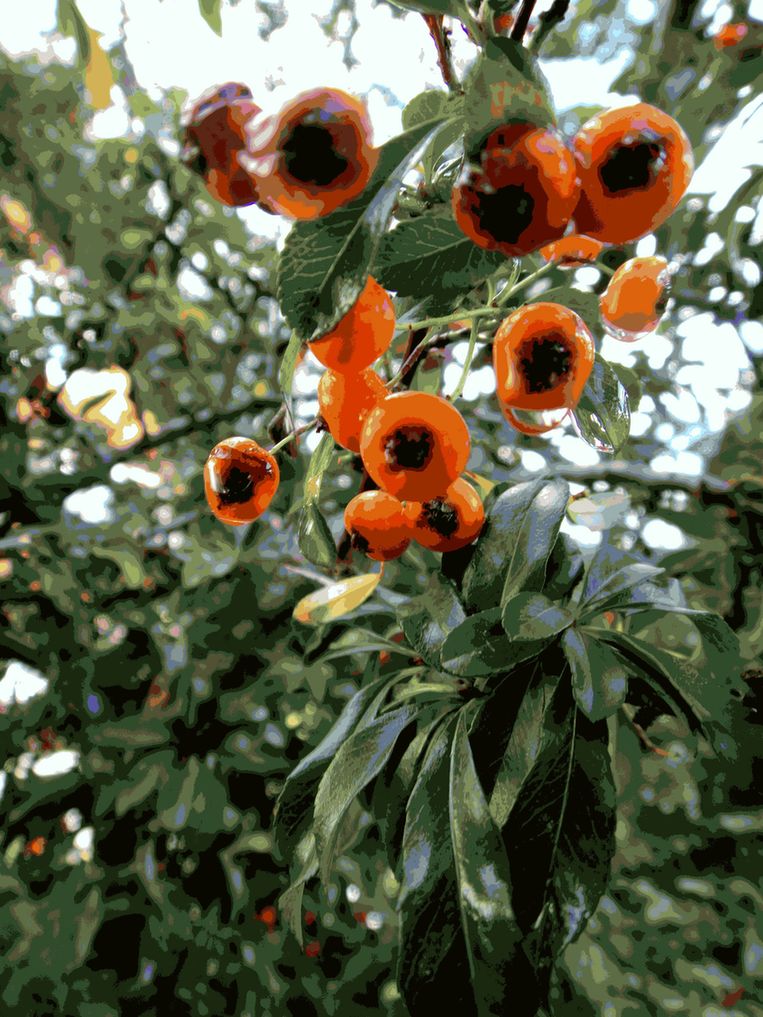 bin im garten8 (orig 1,84MB).JPG
