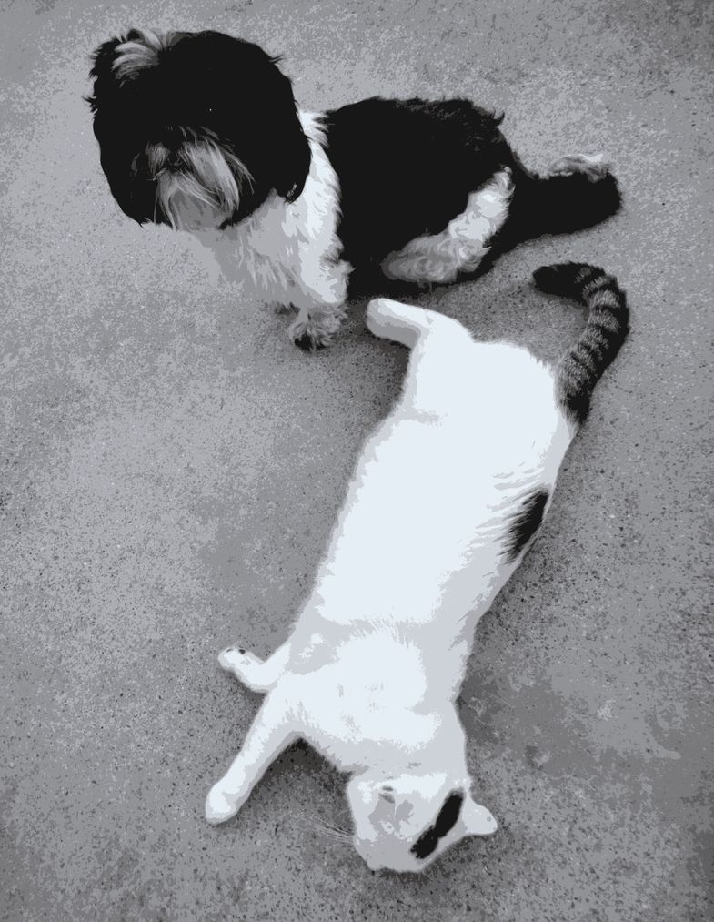wie hund und katz.JPG