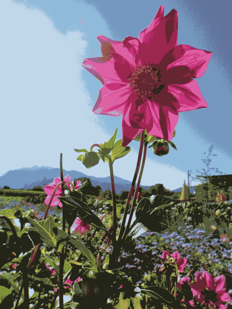 individuelle Vegetation.JPG